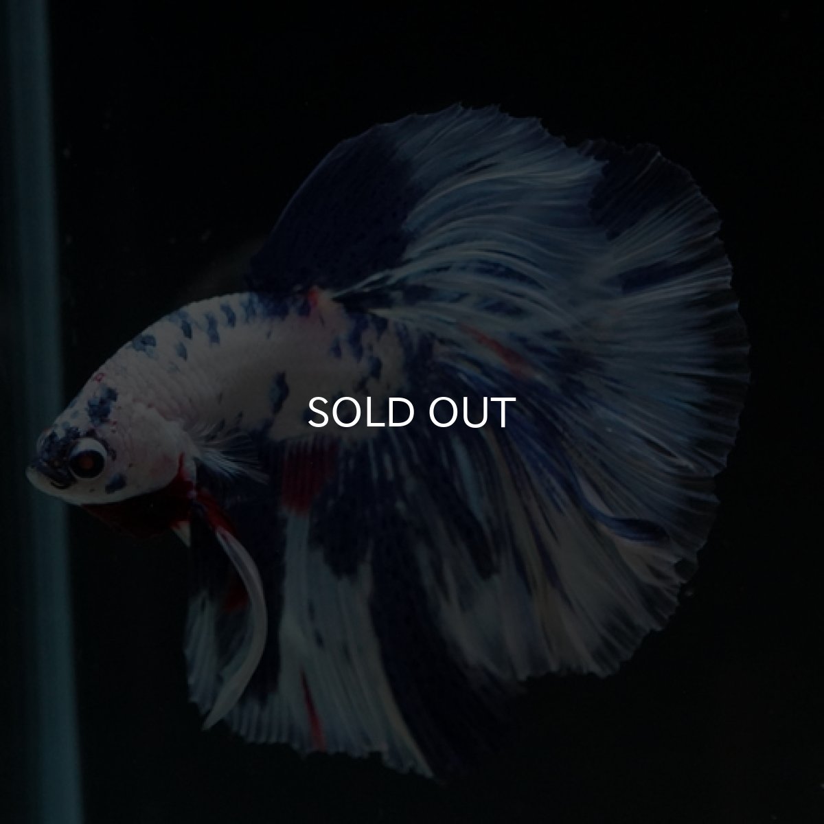 画像8: HM ホワイトブルーマーブル (8)