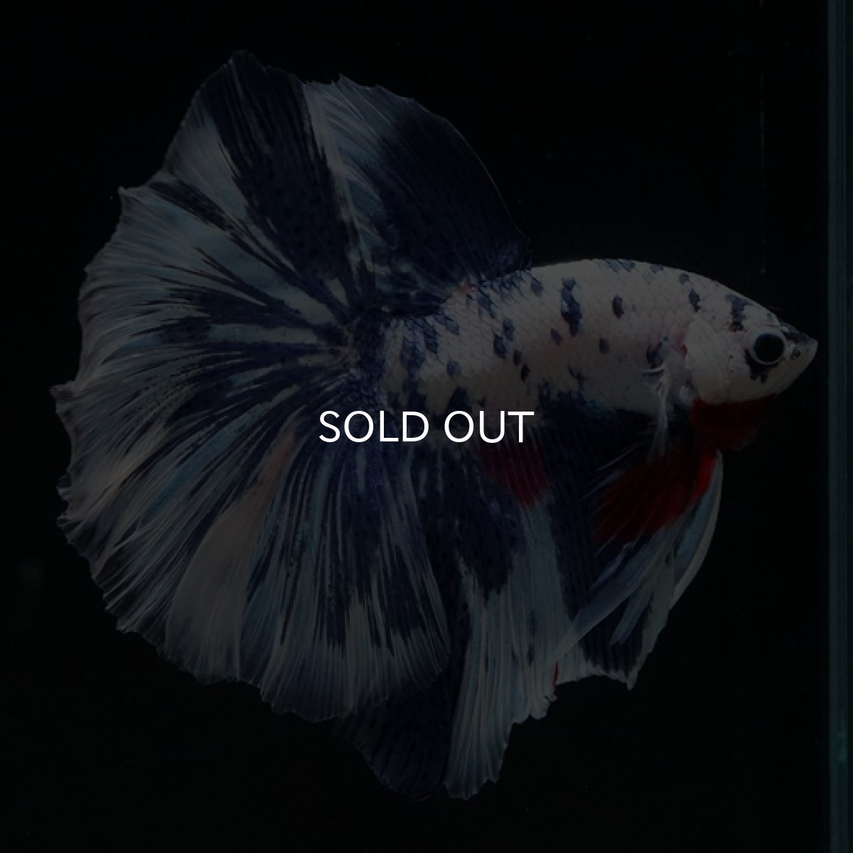 画像7: HM ホワイトブルーマーブル (7)