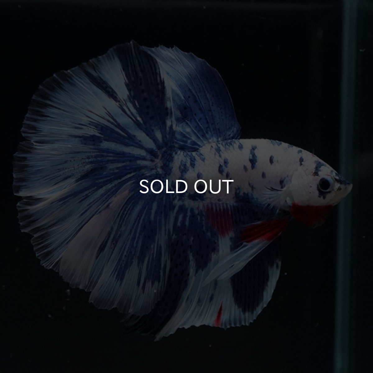 画像6: HM ホワイトブルーマーブル (6)