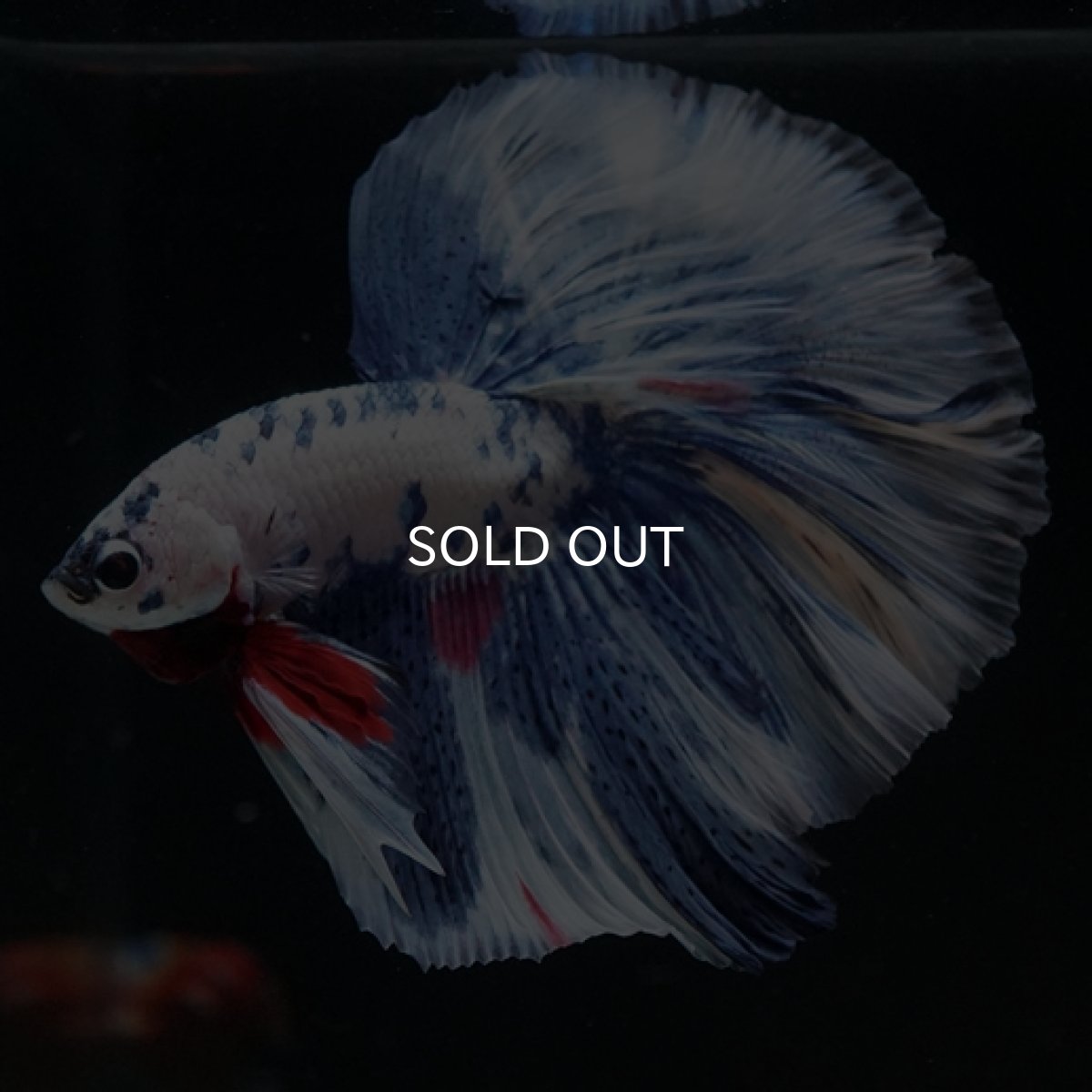 画像2: HM ホワイトブルーマーブル (2)