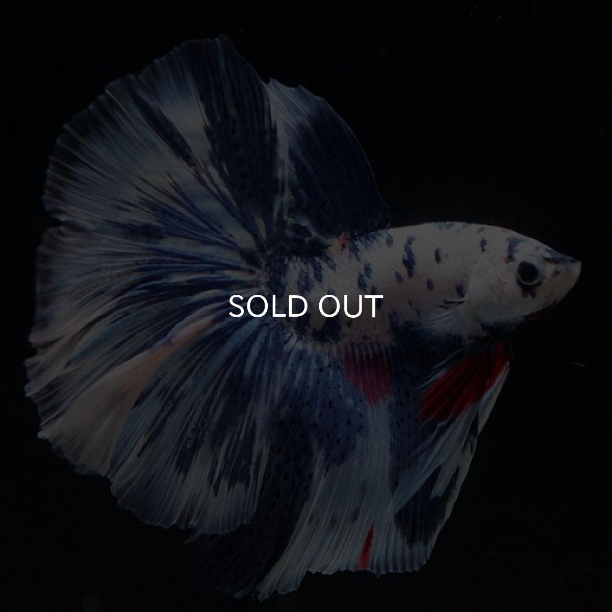 画像5: HM ホワイトブルーマーブル (5)