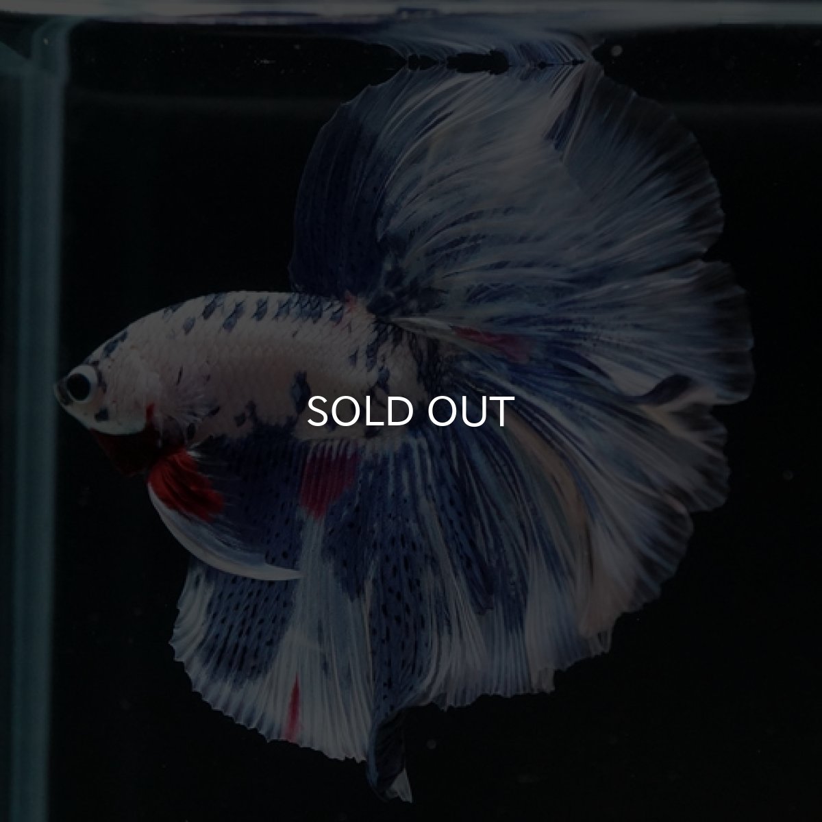 画像4: HM ホワイトブルーマーブル (4)