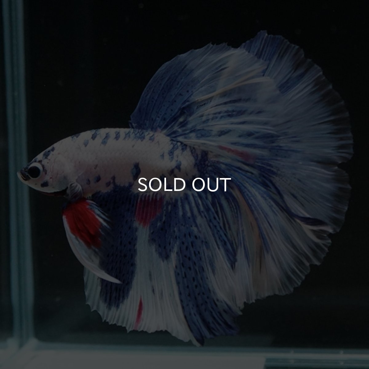 画像3: HM ホワイトブルーマーブル (3)