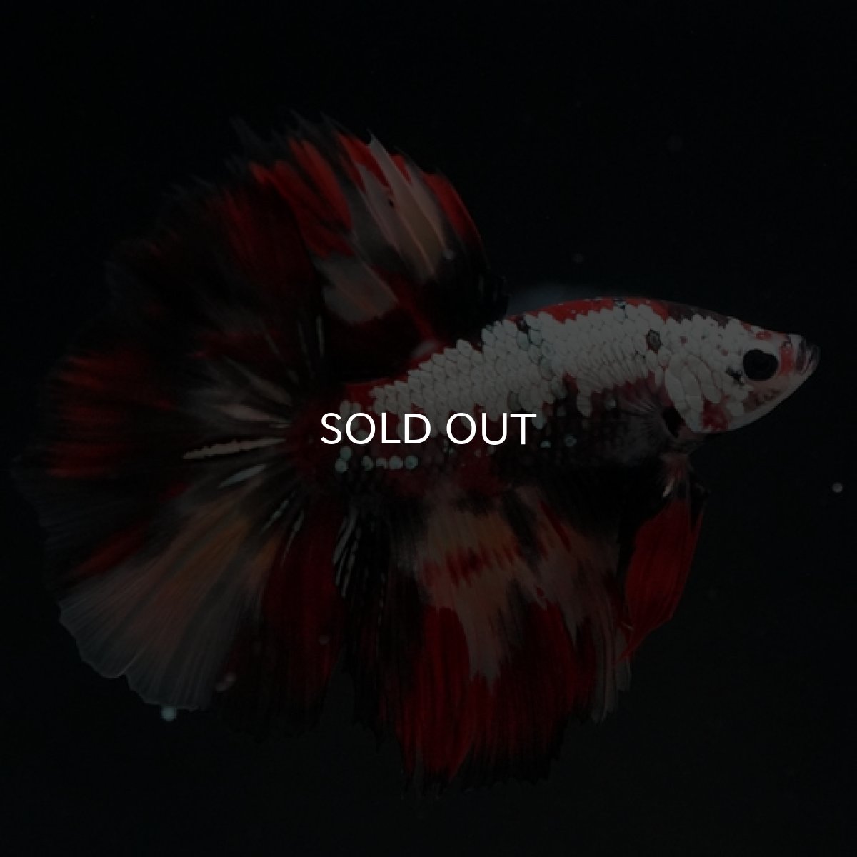 画像13: HM キャンディカッパー (13)