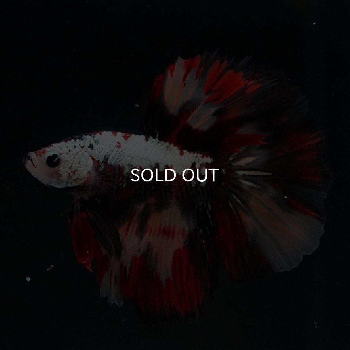 画像2: HM キャンディカッパー (2)