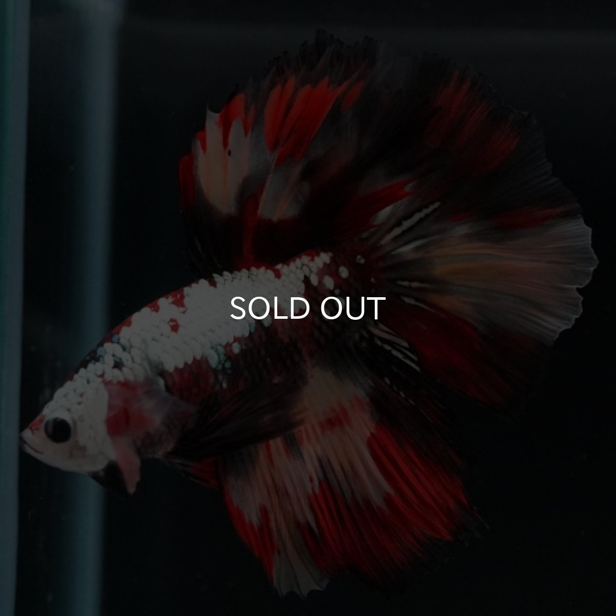 画像12: HM キャンディカッパー (12)