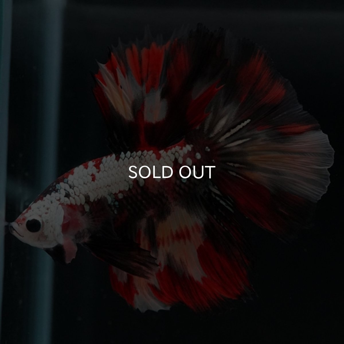 画像11: HM キャンディカッパー (11)