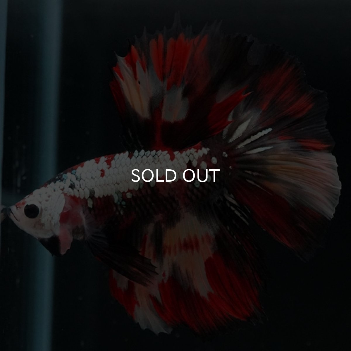 画像10: HM キャンディカッパー (10)