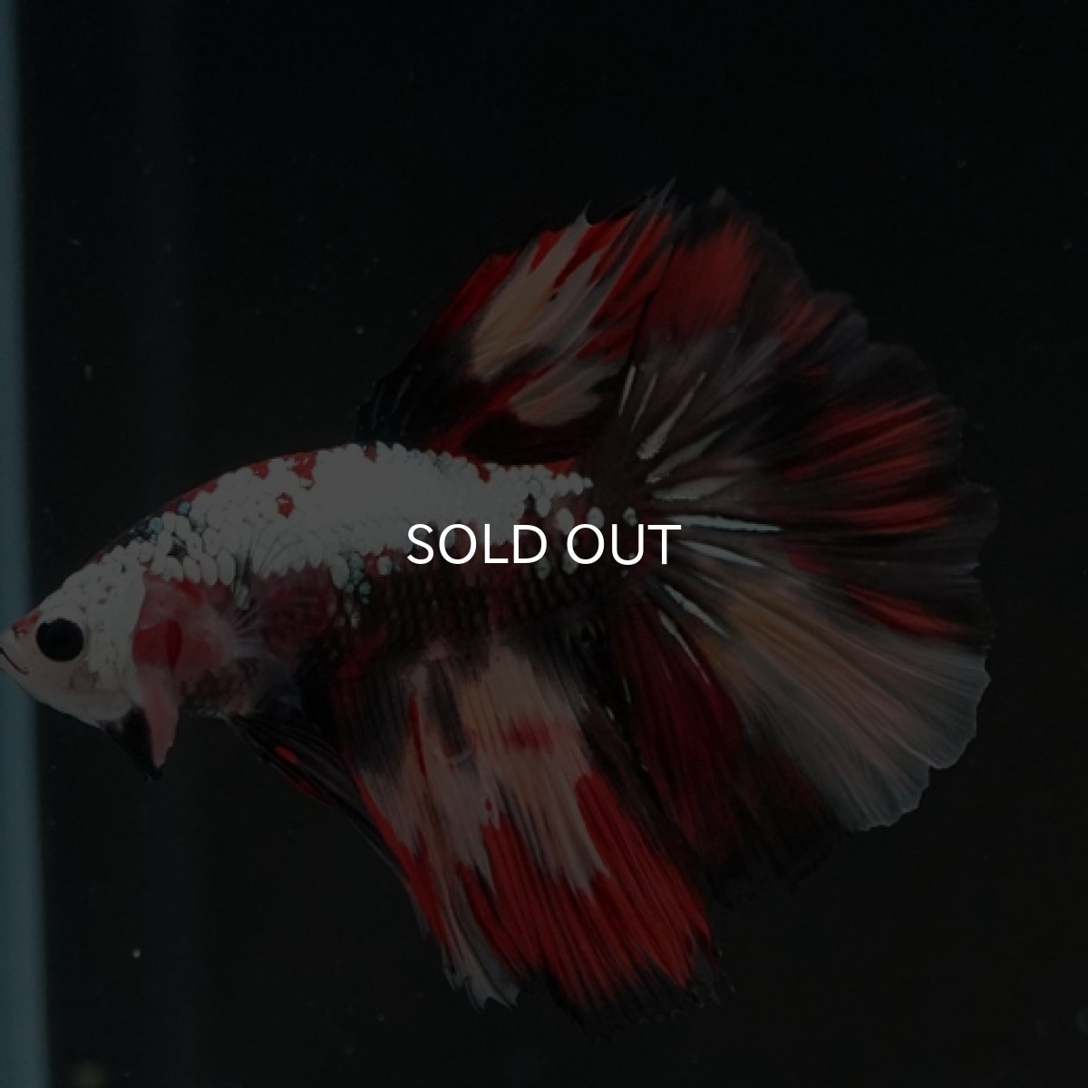 画像9: HM キャンディカッパー (9)