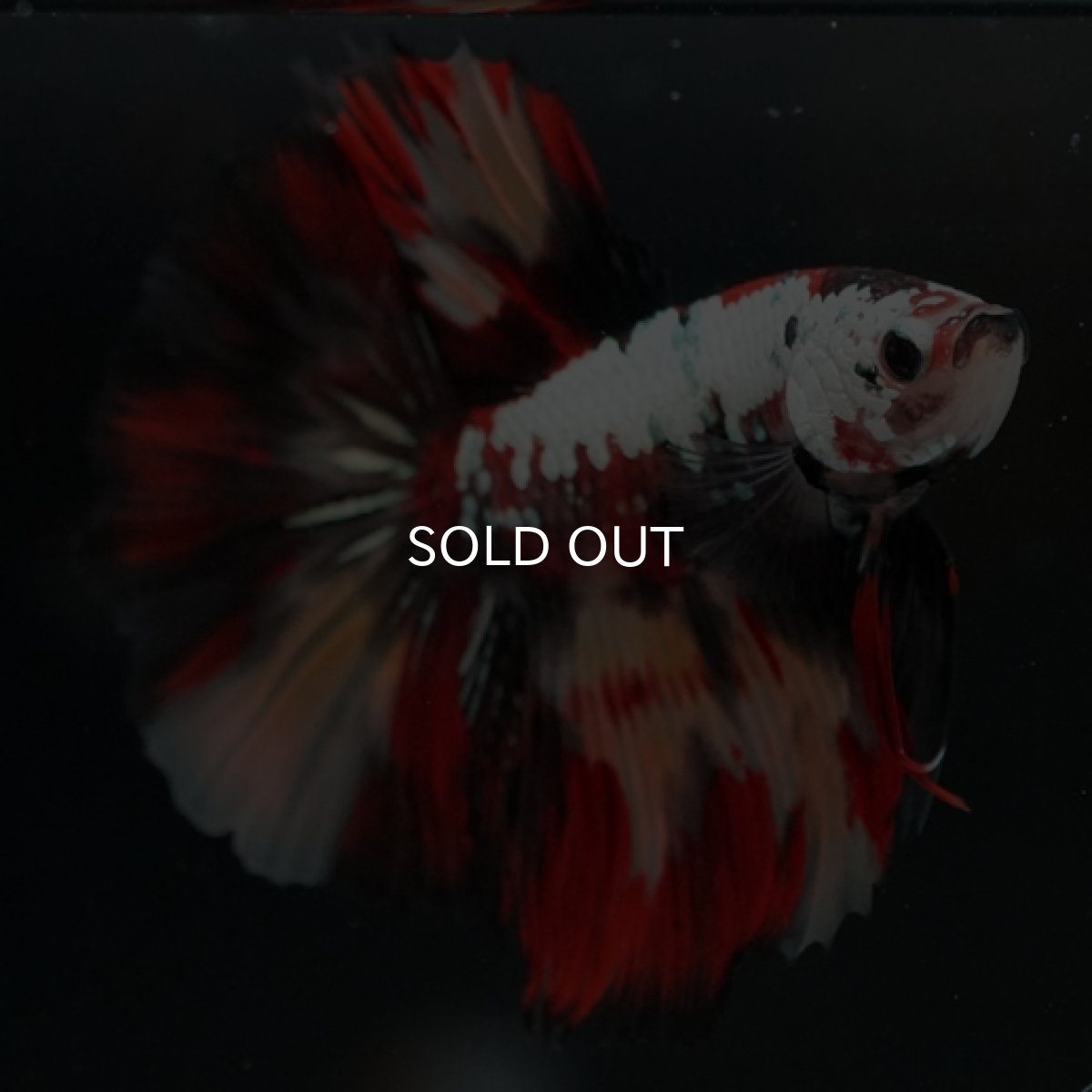 画像8: HM キャンディカッパー (8)