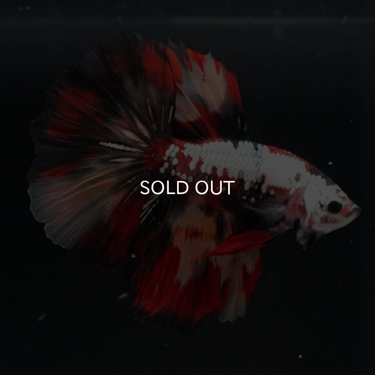 画像7: HM キャンディカッパー (7)