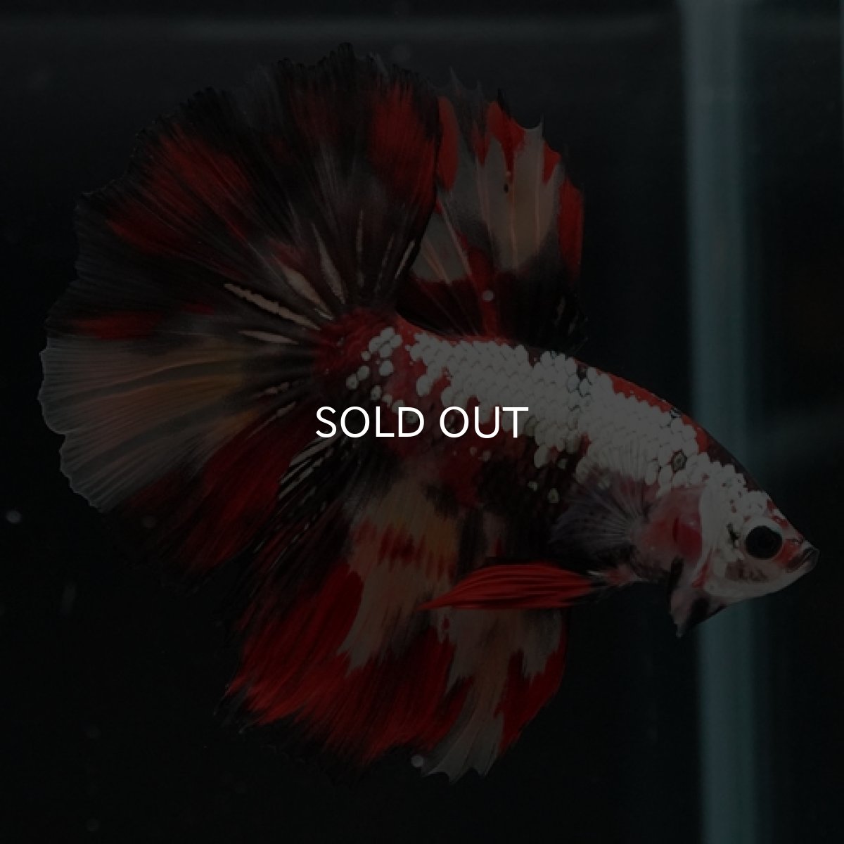 画像6: HM キャンディカッパー (6)