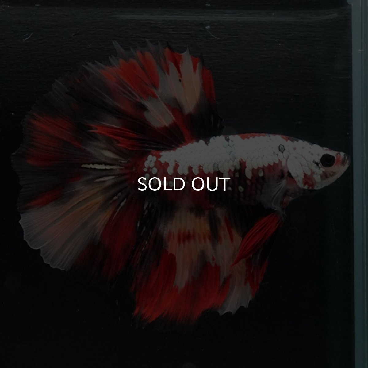 画像3: HM キャンディカッパー (3)