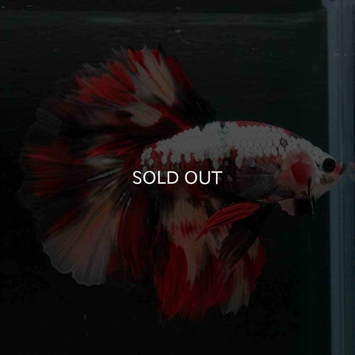 画像5: HM キャンディカッパー (5)