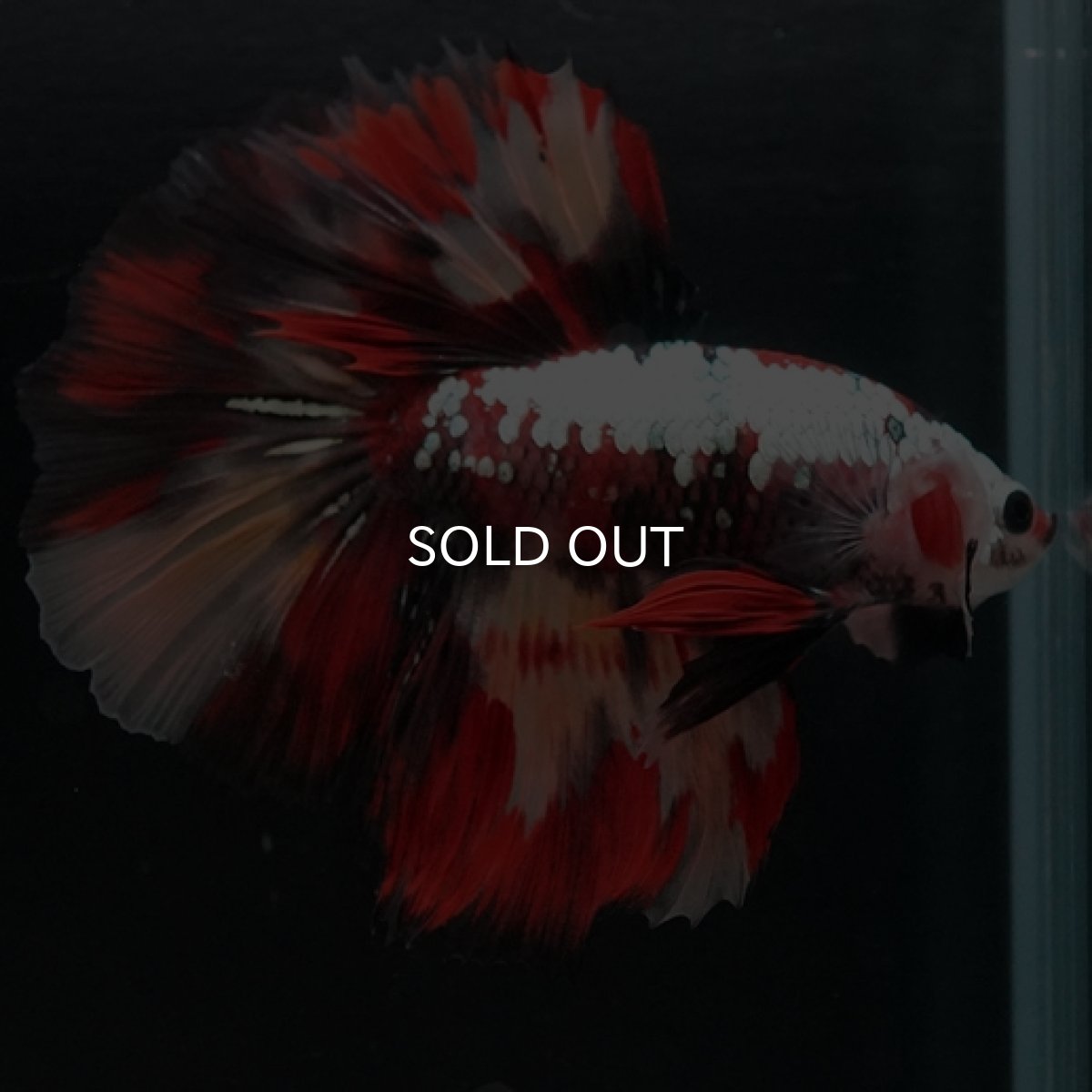 画像4: HM キャンディカッパー (4)