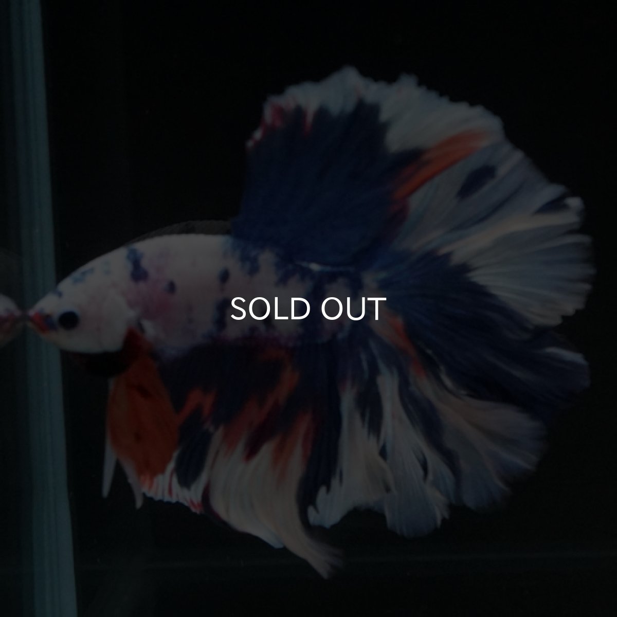 画像8: HM ホワイトファンシーローズテール (8)