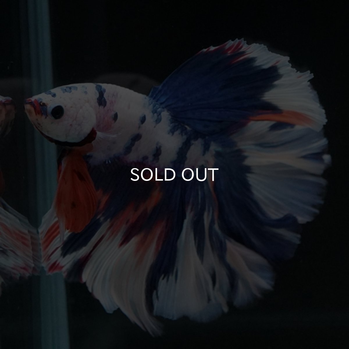 画像2: HM ホワイトファンシーローズテール (2)