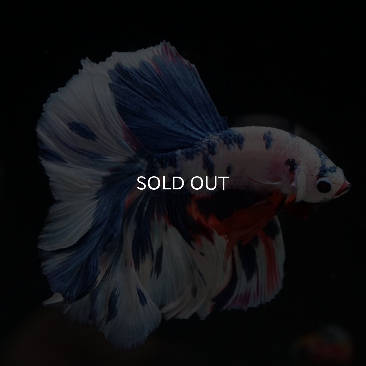 画像7: HM ホワイトファンシーローズテール (7)