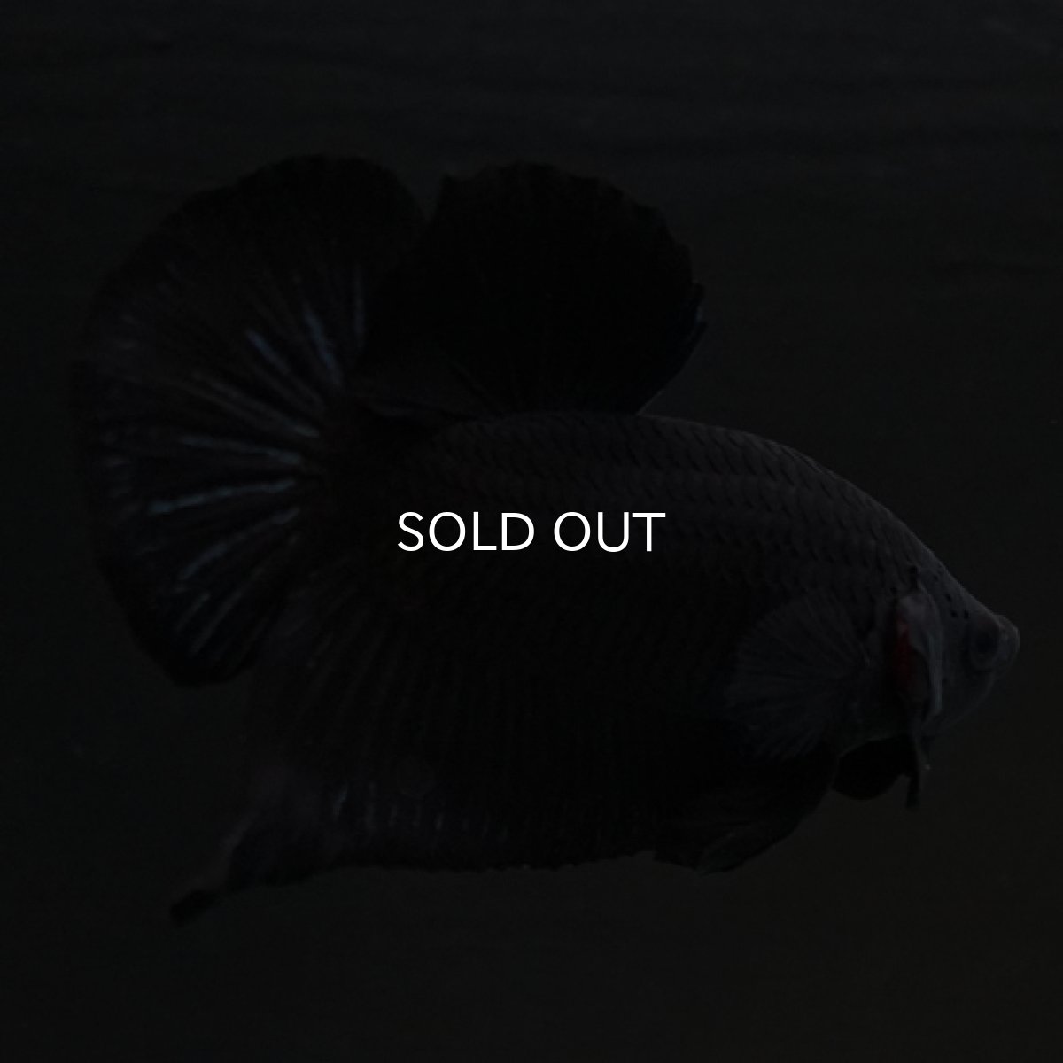 画像19: HMPK　ソリッドブラック (19)