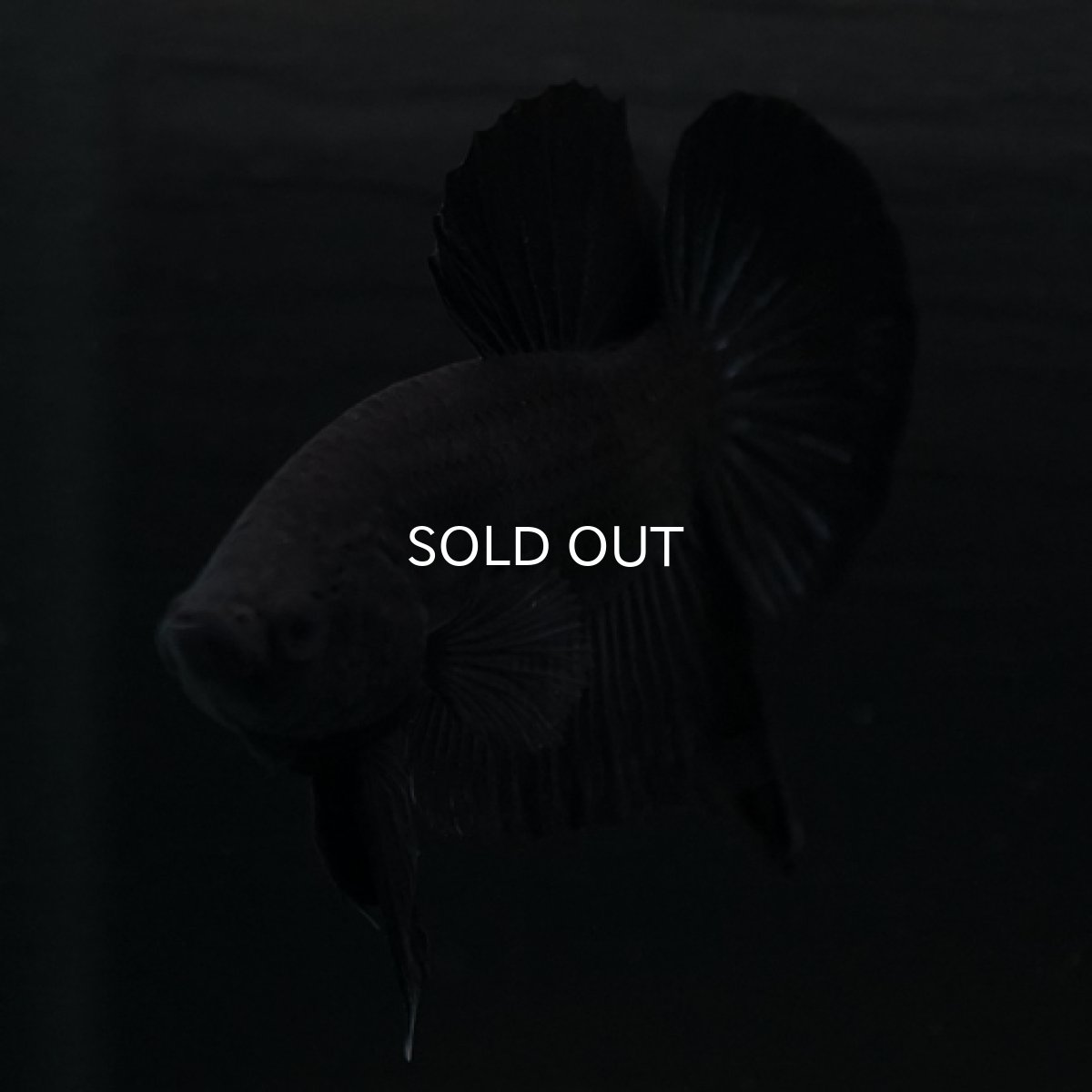 画像17: HMPK　ソリッドブラック (17)