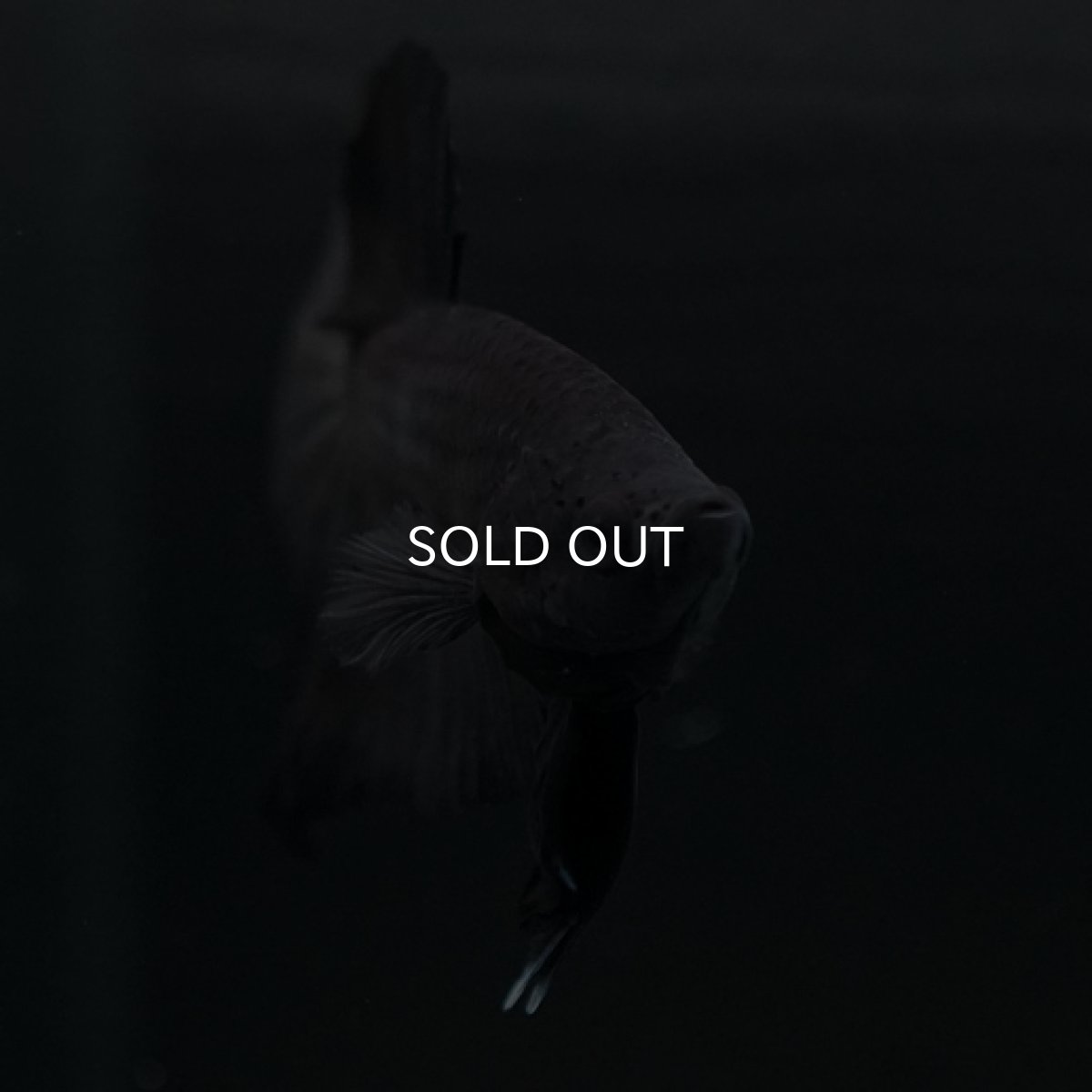 画像16: HMPK　ソリッドブラック (16)