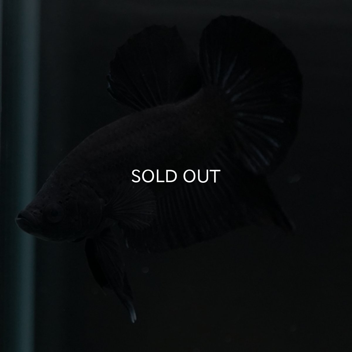 画像15: HMPK　ソリッドブラック (15)