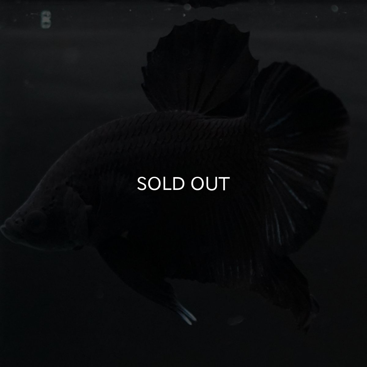 画像14: HMPK　ソリッドブラック (14)