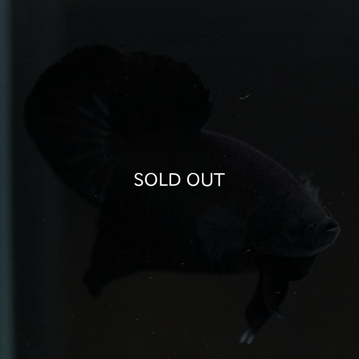 画像13: HMPK　ソリッドブラック (13)