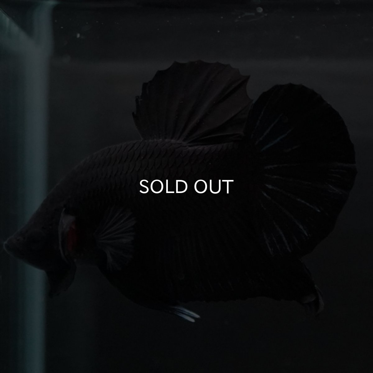 画像11: HMPK　ソリッドブラック (11)