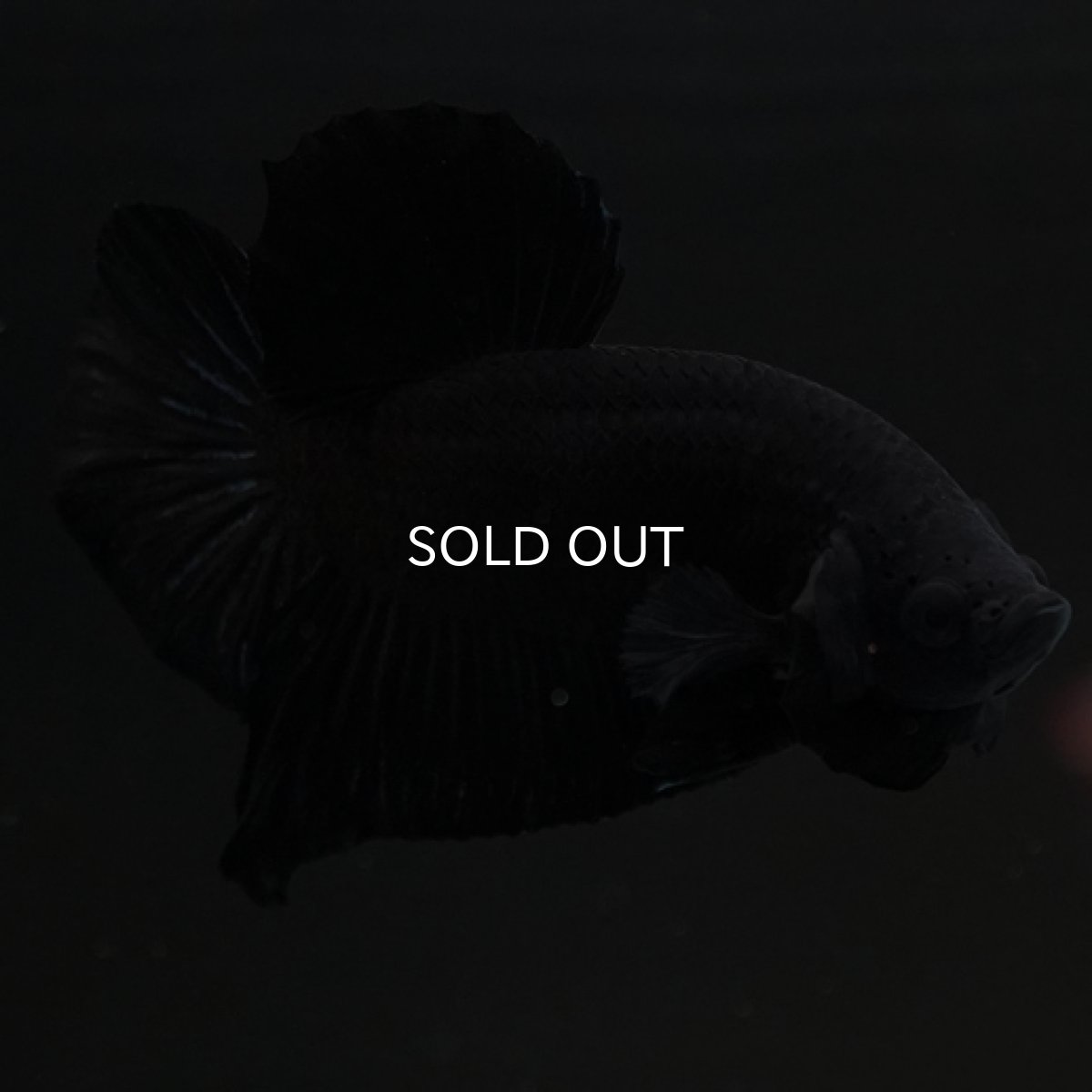 画像2: HMPK　ソリッドブラック (2)