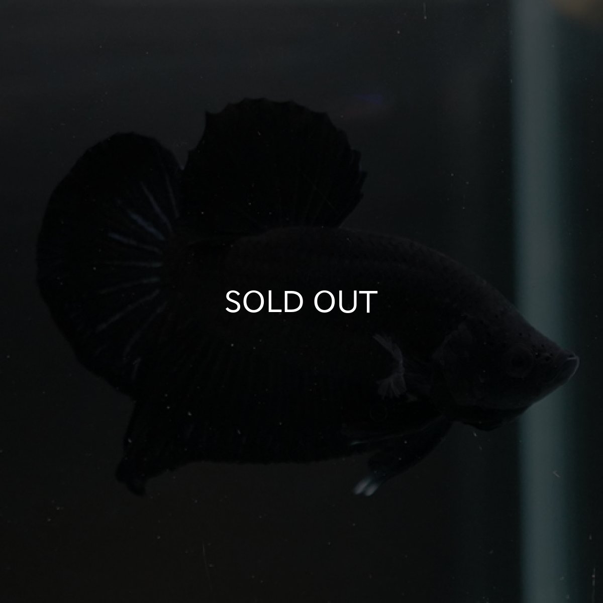 画像10: HMPK　ソリッドブラック (10)