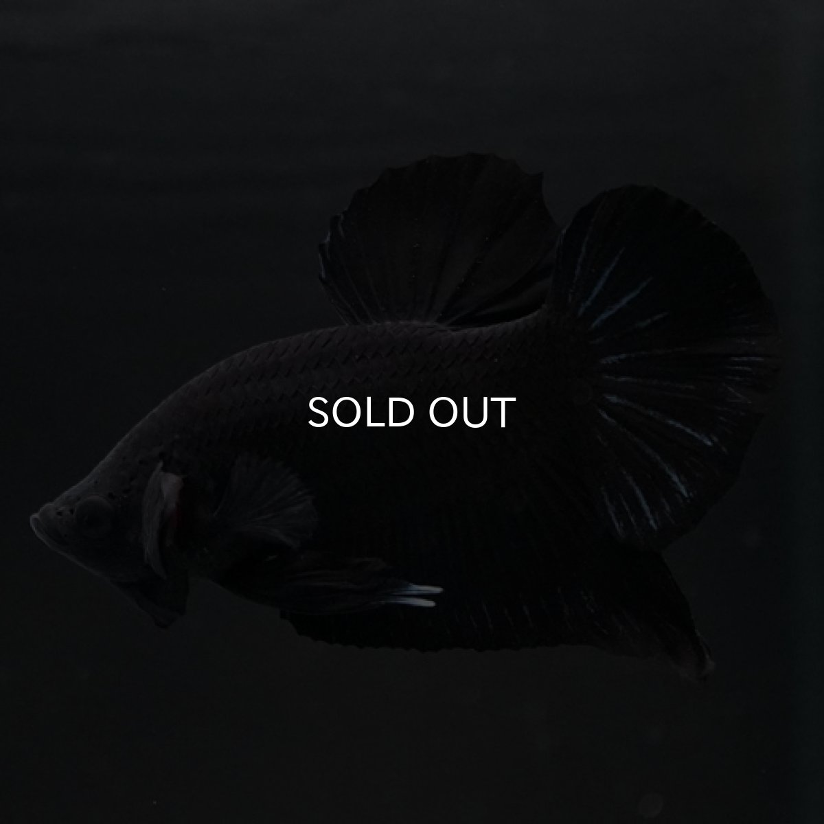 画像9: HMPK　ソリッドブラック (9)