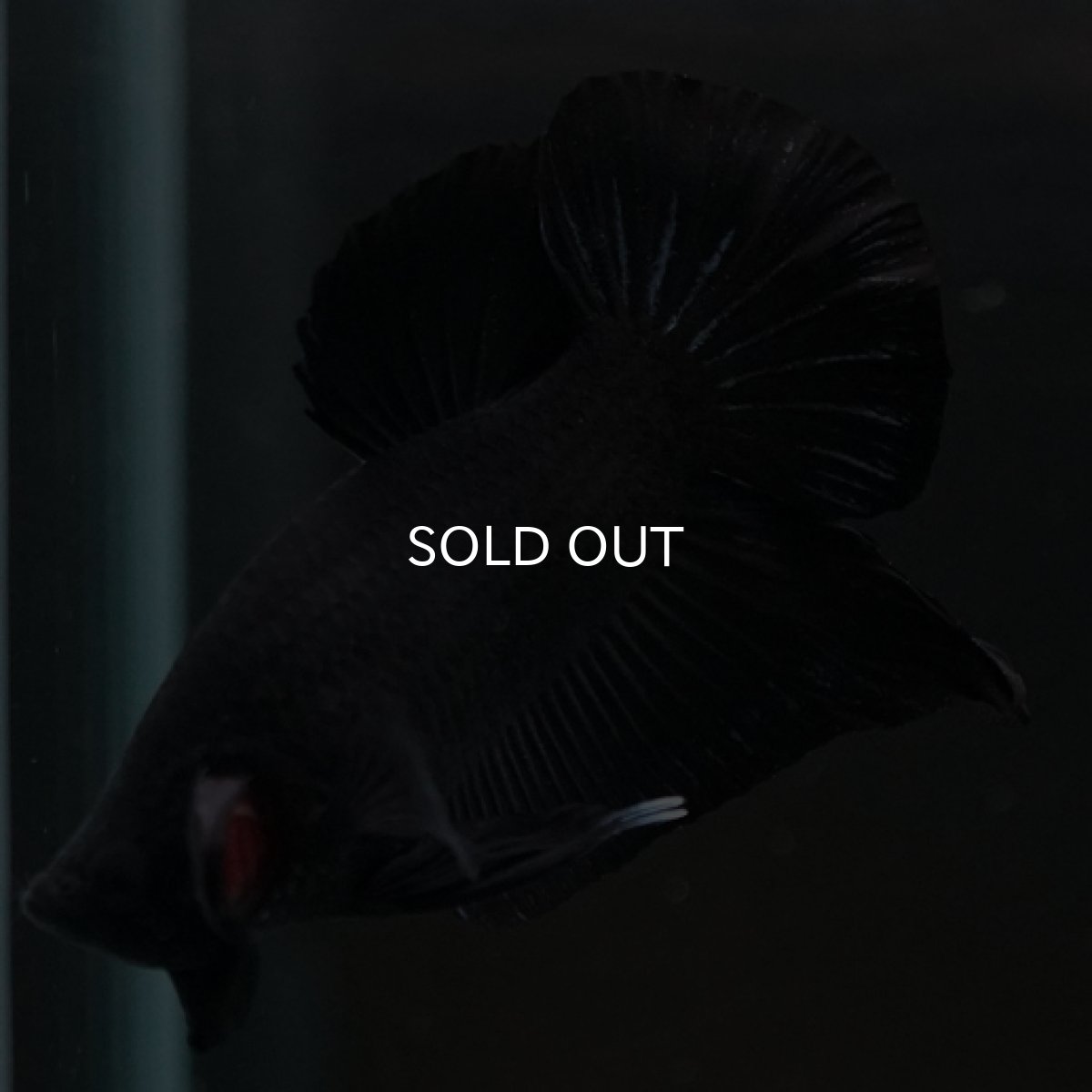 画像8: HMPK　ソリッドブラック (8)