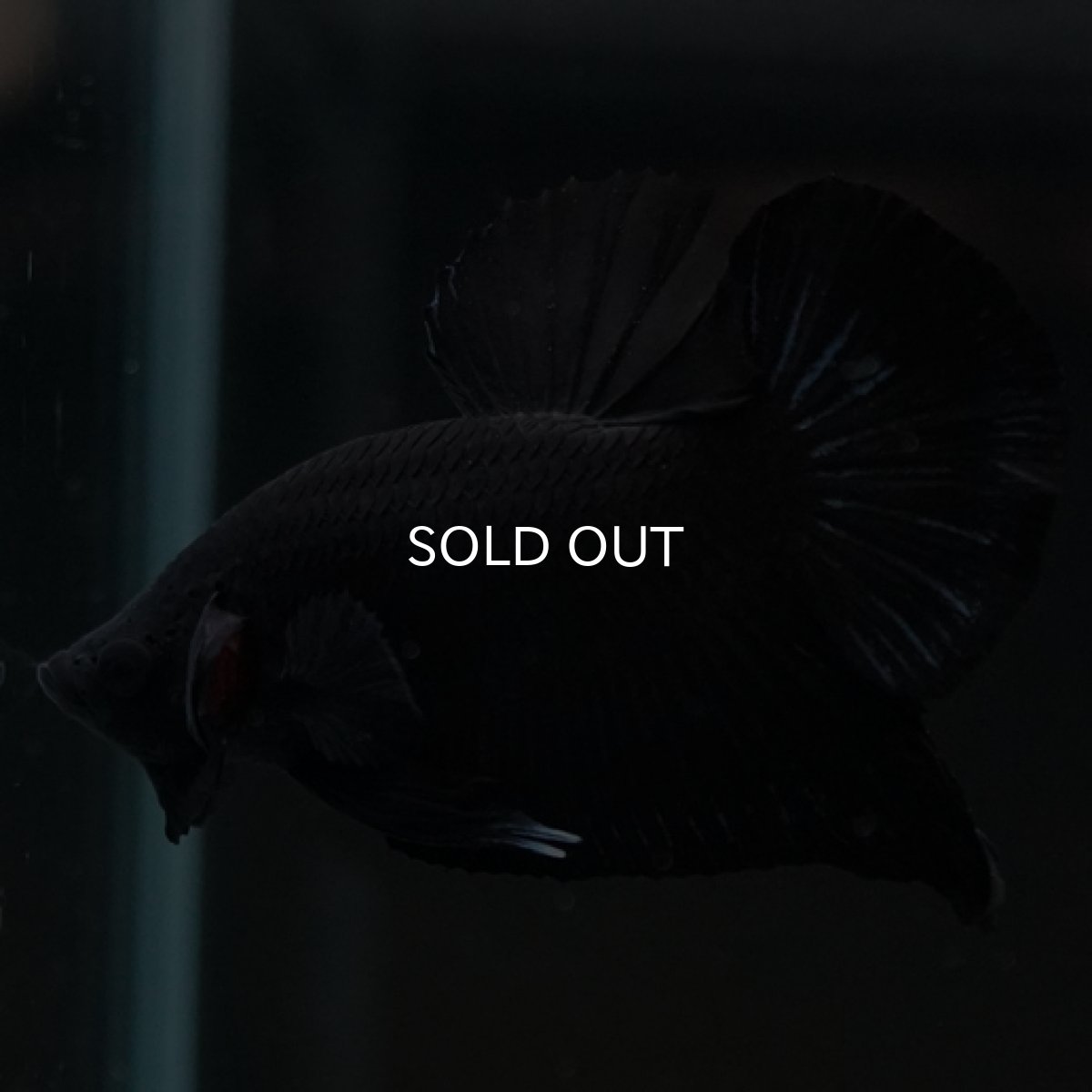 画像7: HMPK　ソリッドブラック (7)