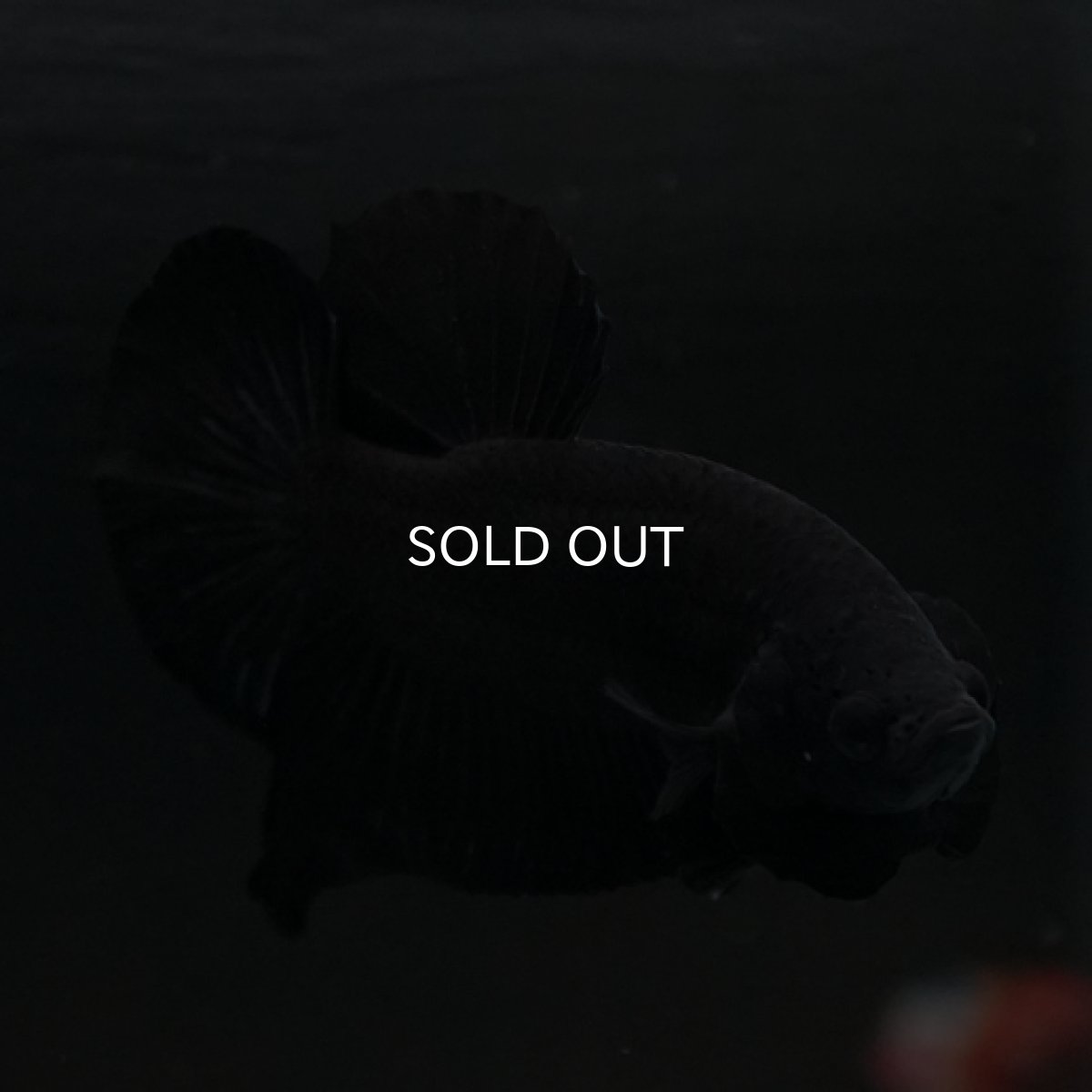 画像6: HMPK　ソリッドブラック (6)