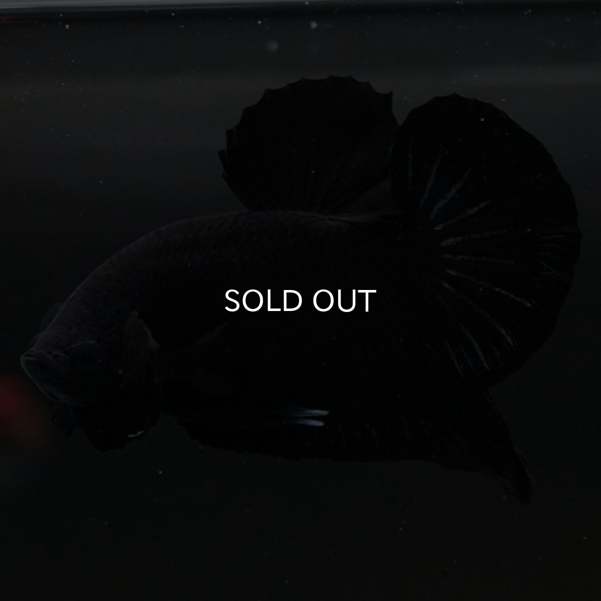 画像5: HMPK　ソリッドブラック (5)