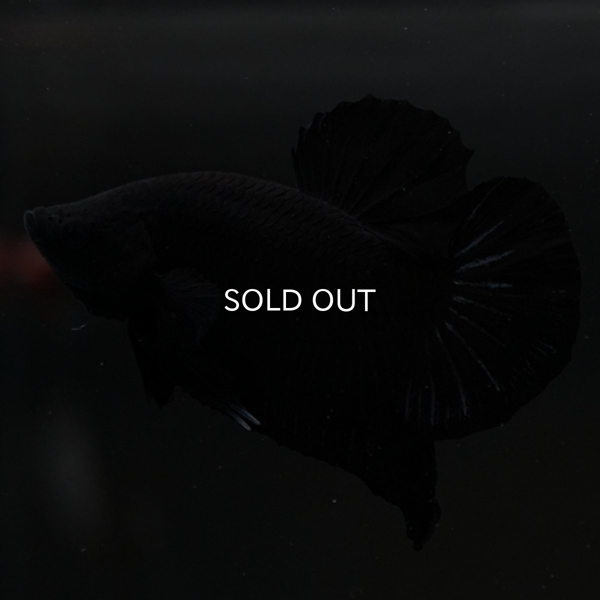 画像4: HMPK　ソリッドブラック (4)