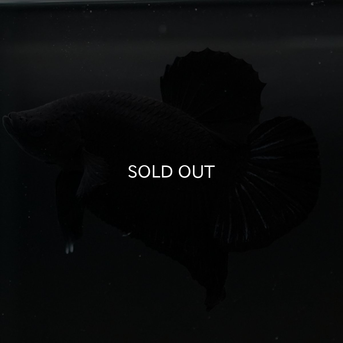 画像3: HMPK　ソリッドブラック (3)