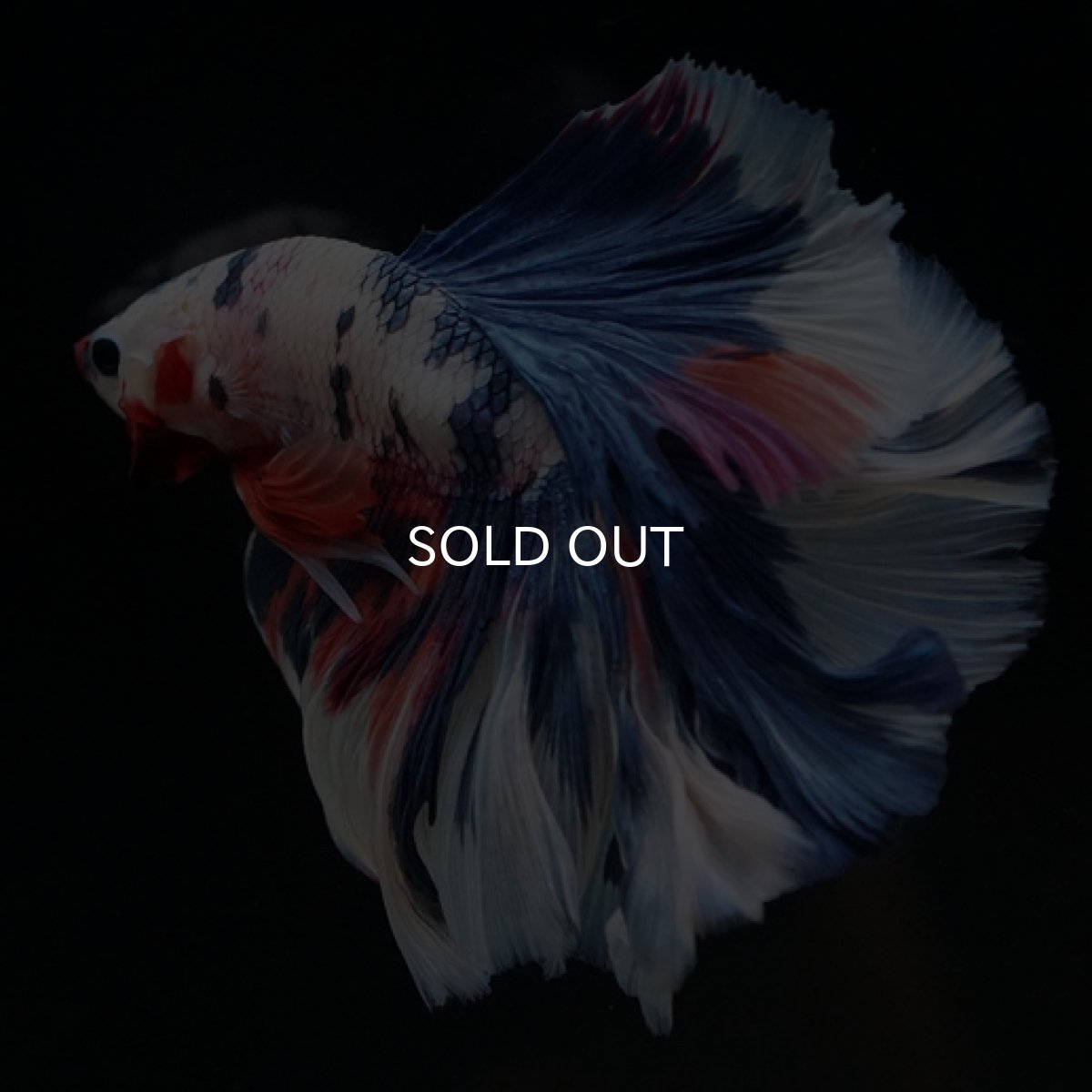 画像6: HM ホワイトファンシーローズテール (6)