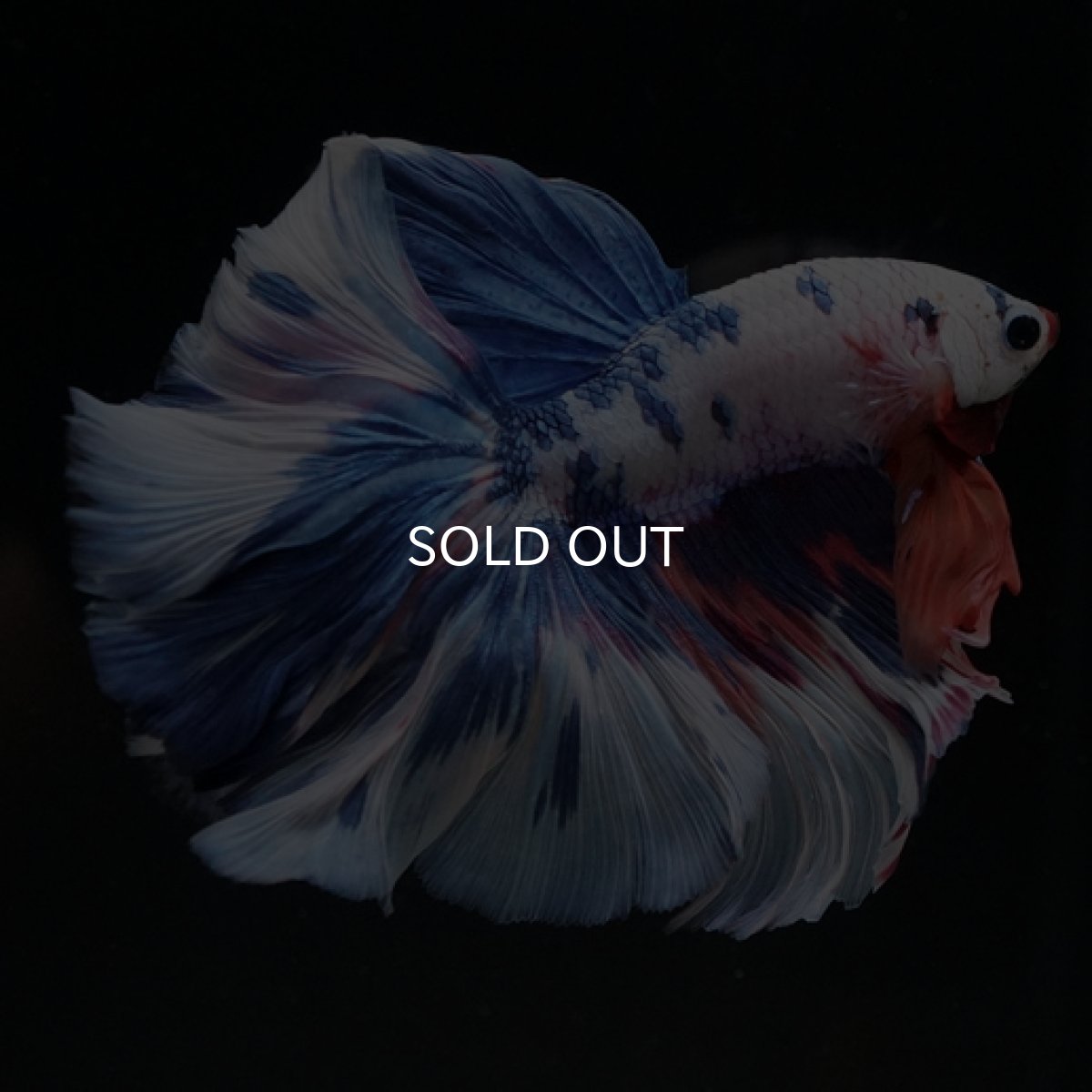 画像5: HM ホワイトファンシーローズテール (5)