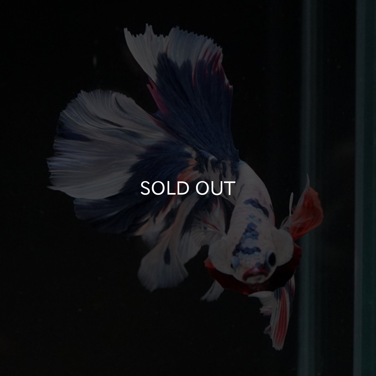 画像4: HM ホワイトファンシーローズテール (4)