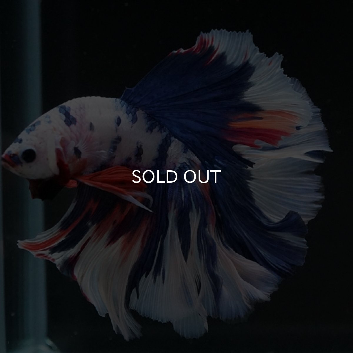 画像3: HM ホワイトファンシーローズテール (3)