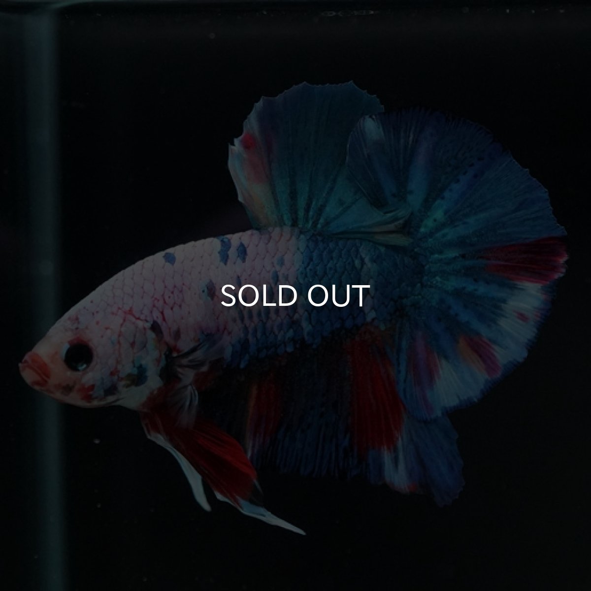 画像3: HMPK ホワイトファンシー (3)