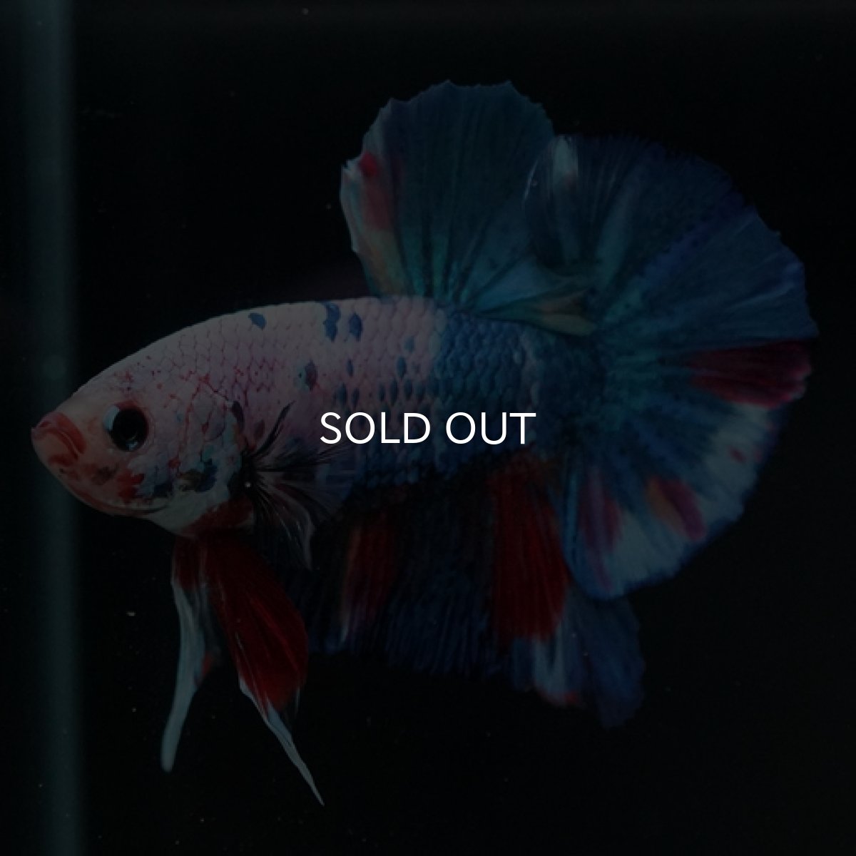 画像8: HMPK ホワイトファンシー (8)