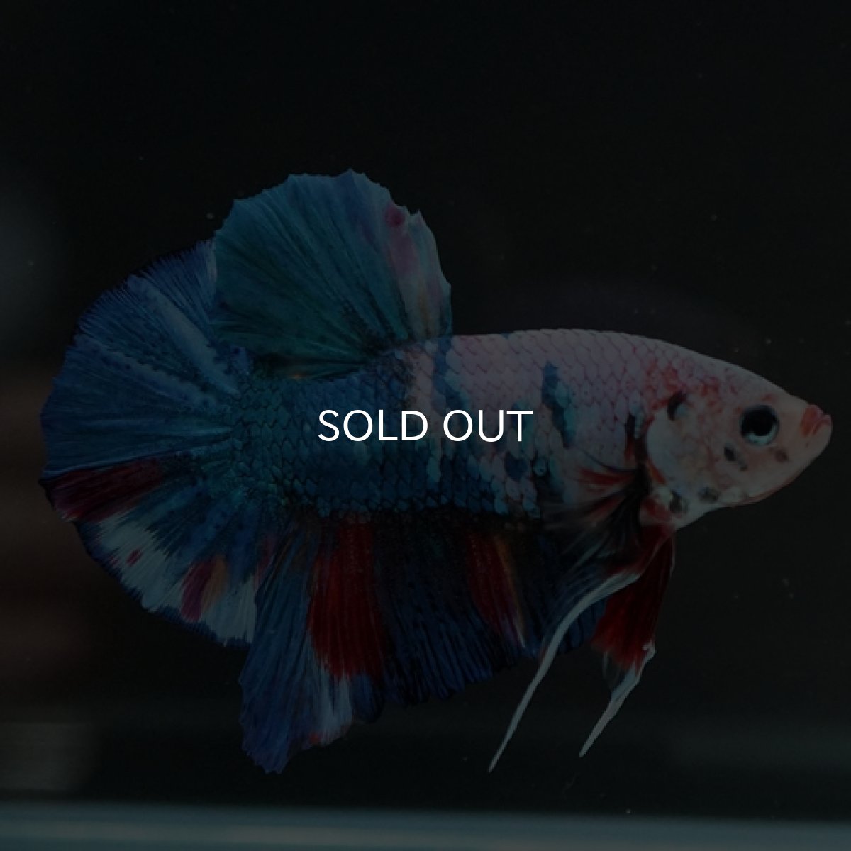 画像7: HMPK ホワイトファンシー (7)