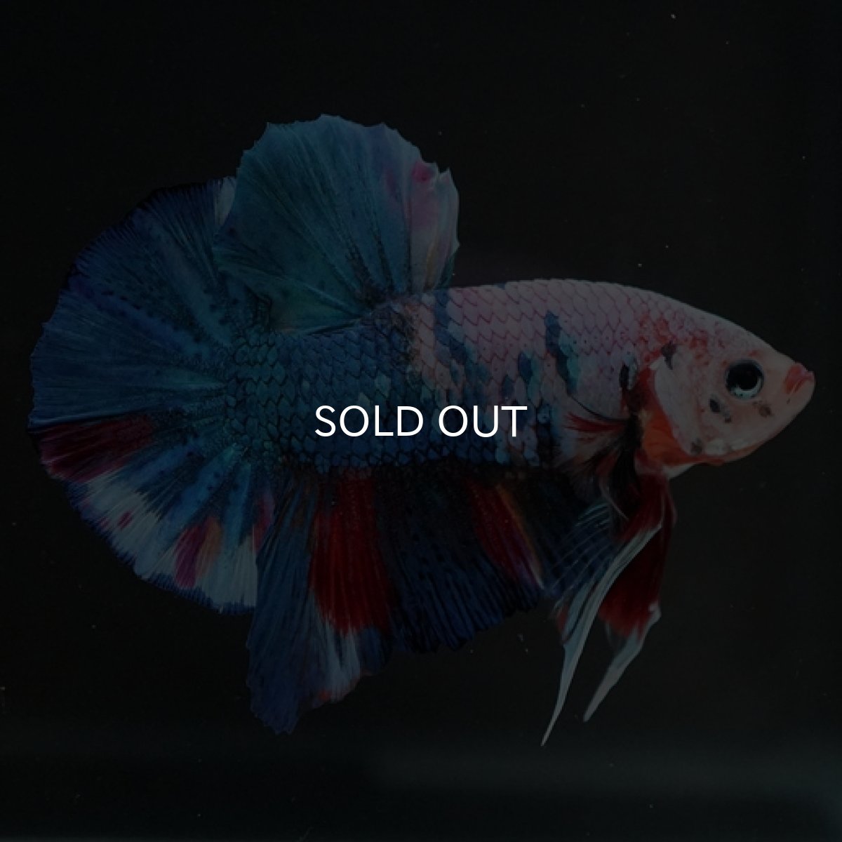 画像6: HMPK ホワイトファンシー (6)