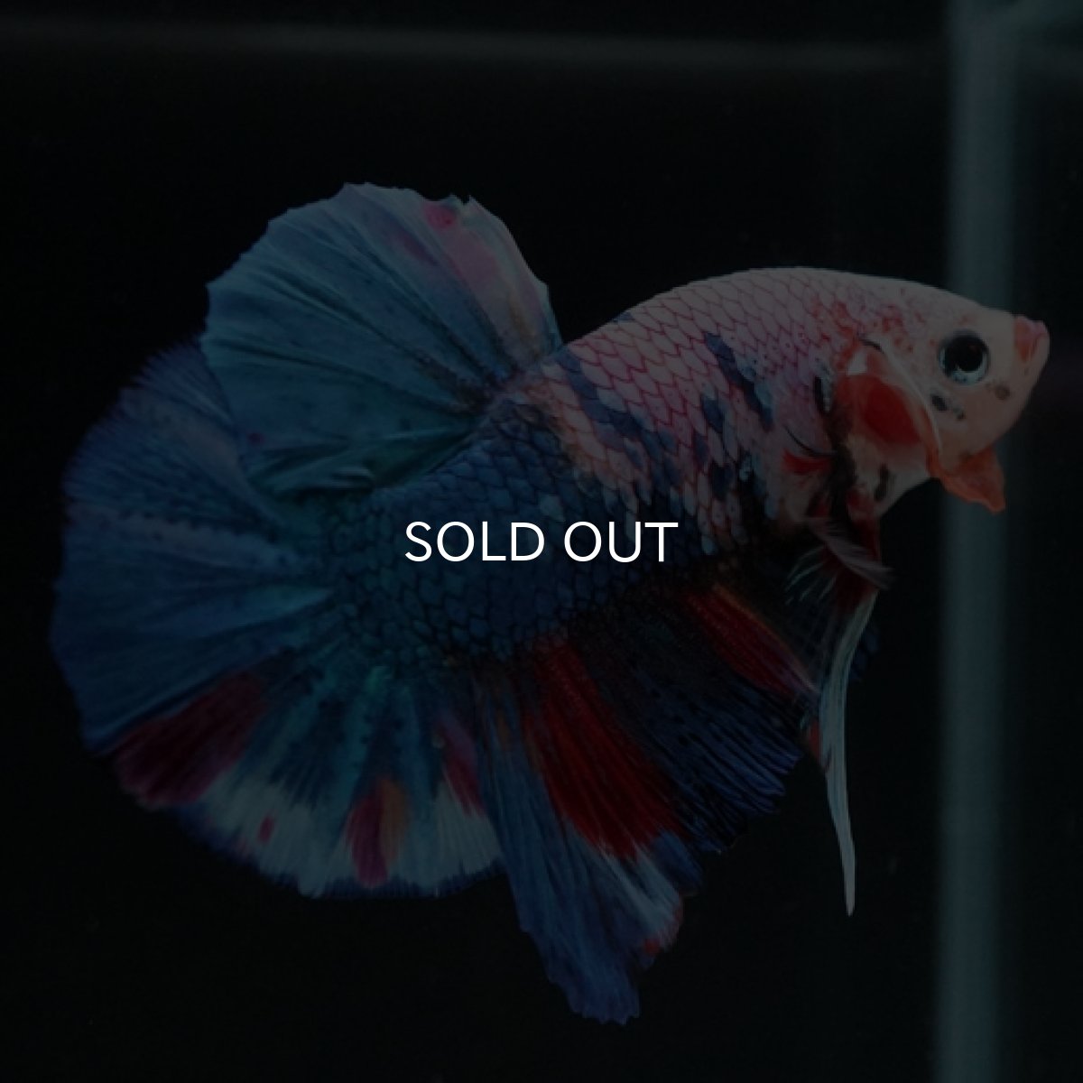 画像5: HMPK ホワイトファンシー (5)