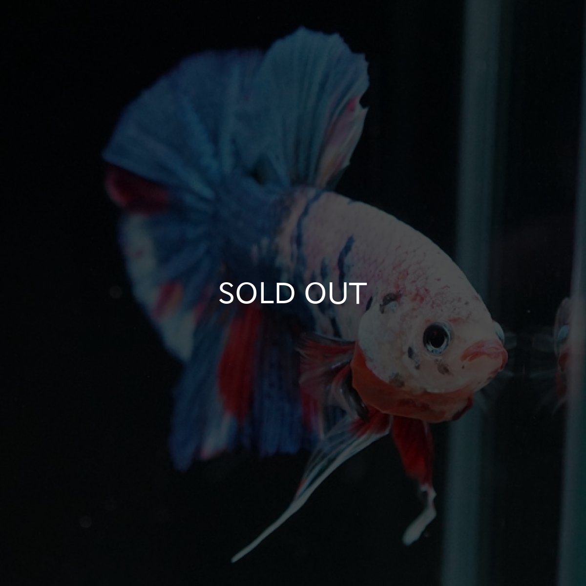 画像4: HMPK ホワイトファンシー (4)