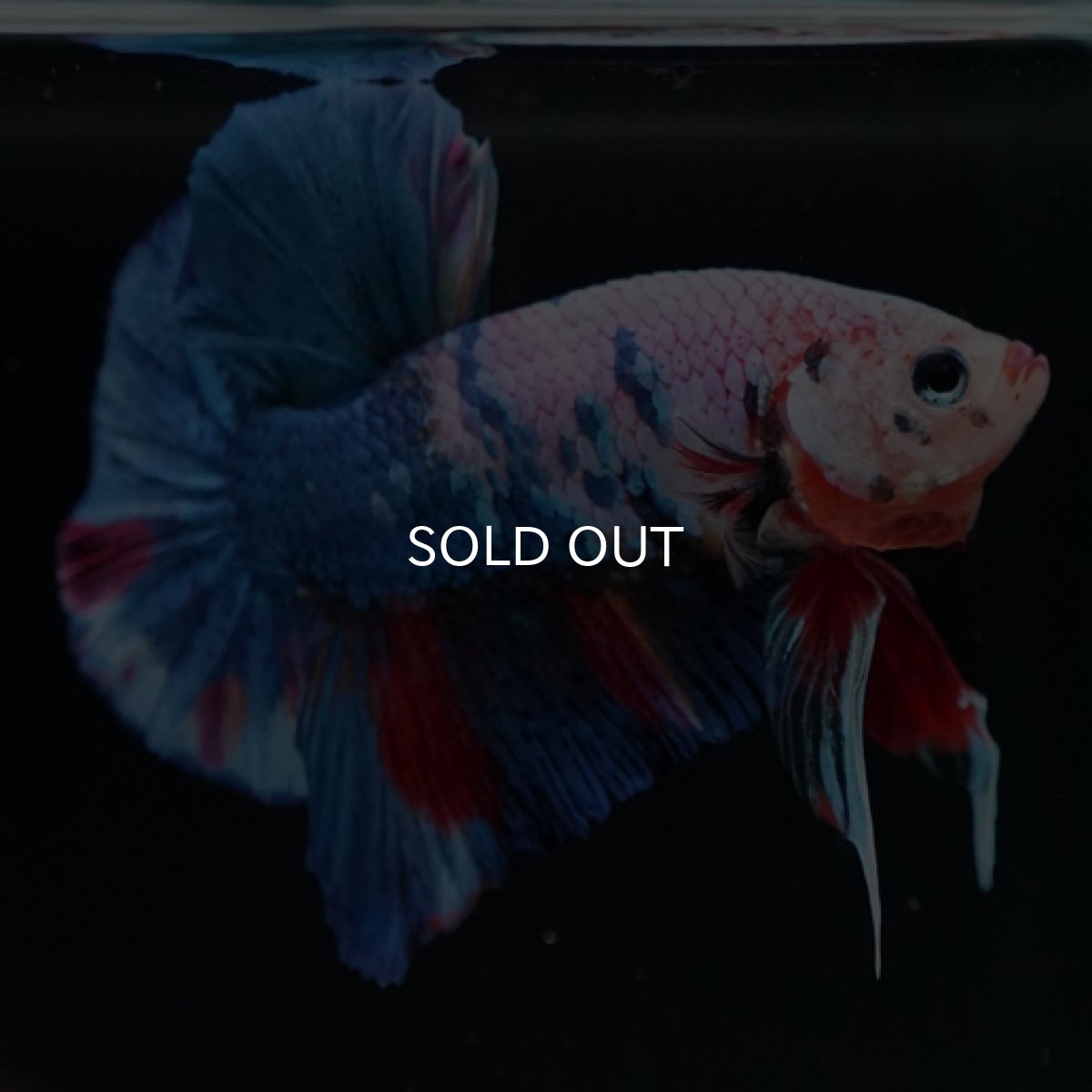 画像2: HMPK ホワイトファンシー (2)