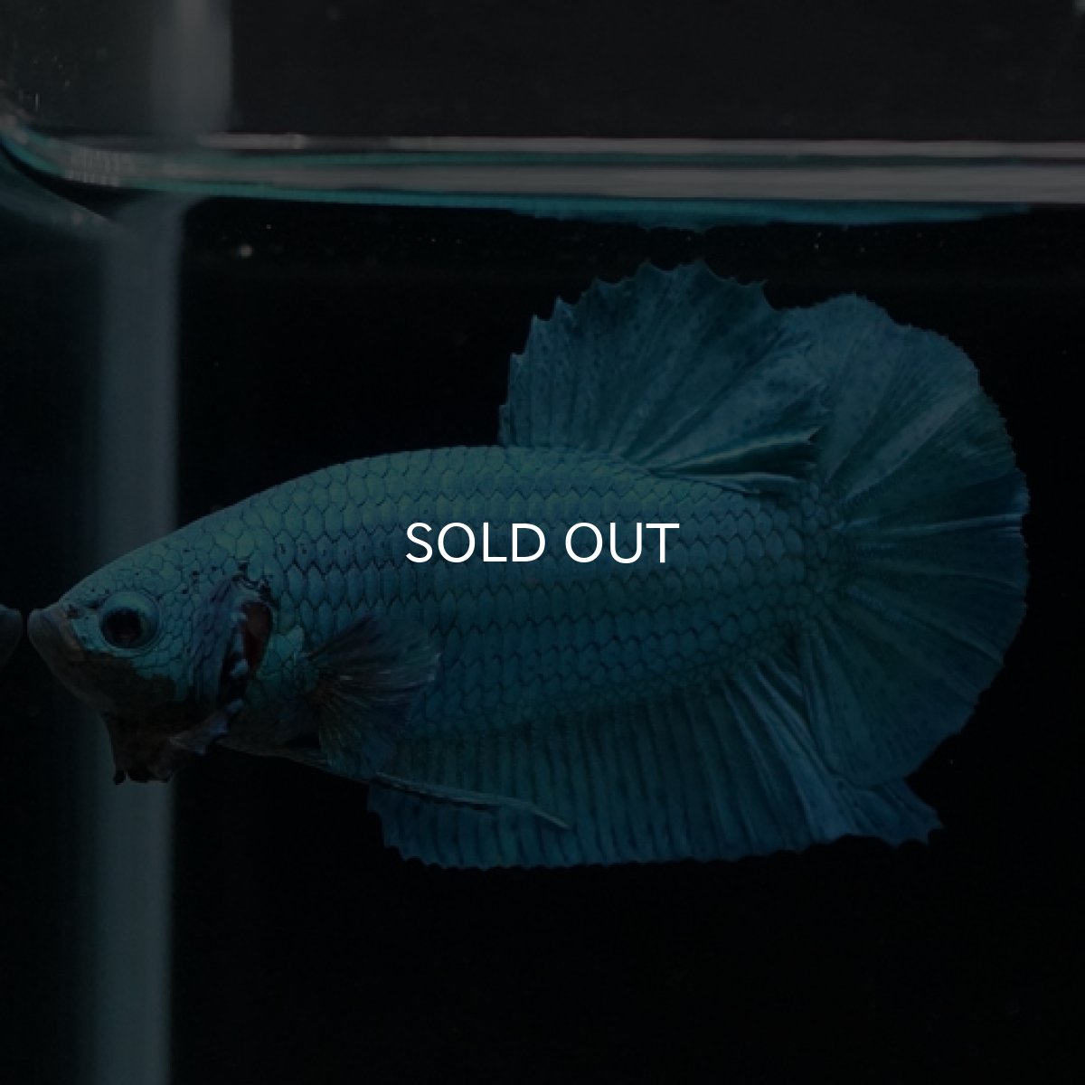 画像3: HMPK　ターコイズブルー (3)